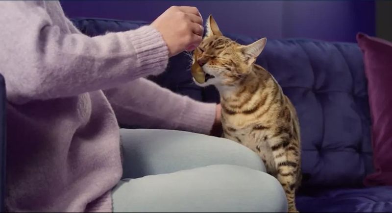 Bengal
