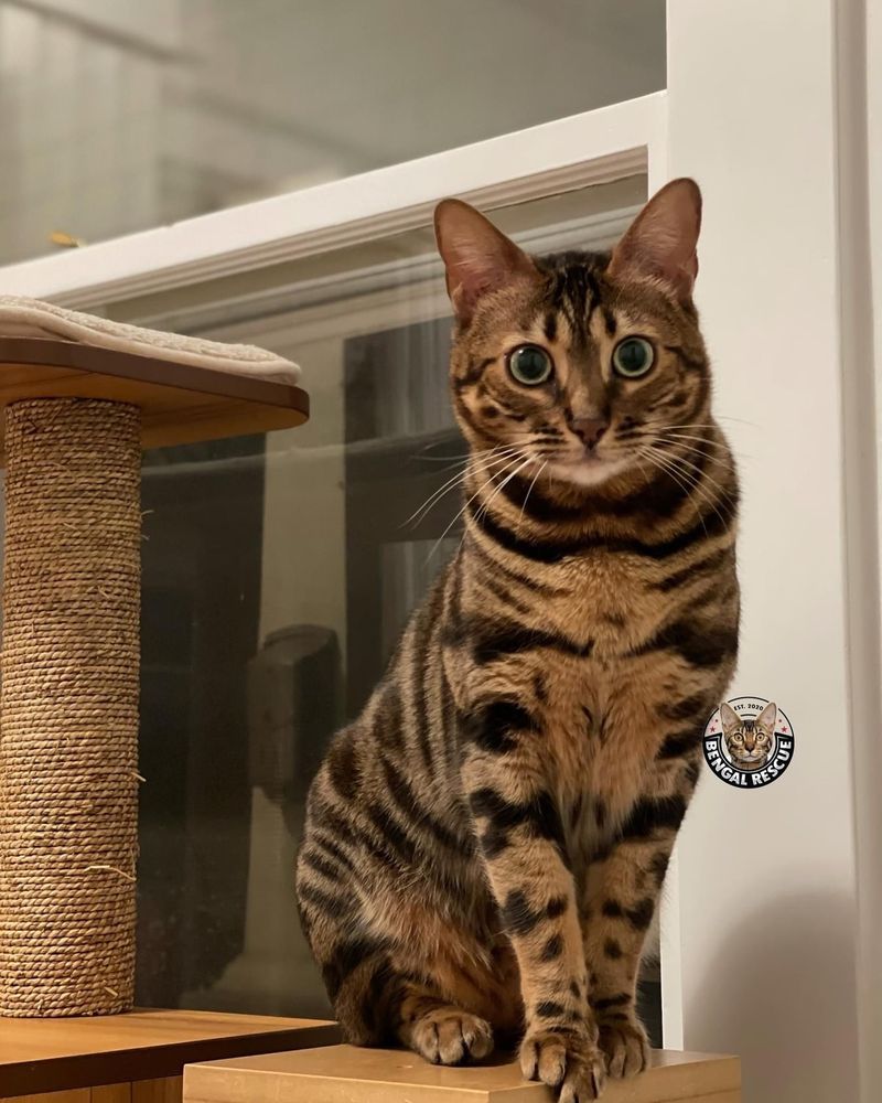 Bengal