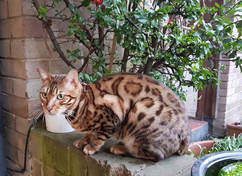 Bengal