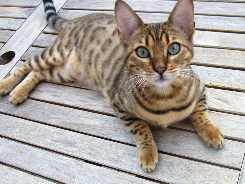 Bengal