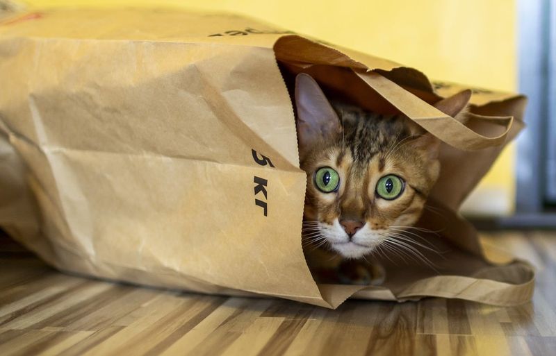 Bengal Box Bandit