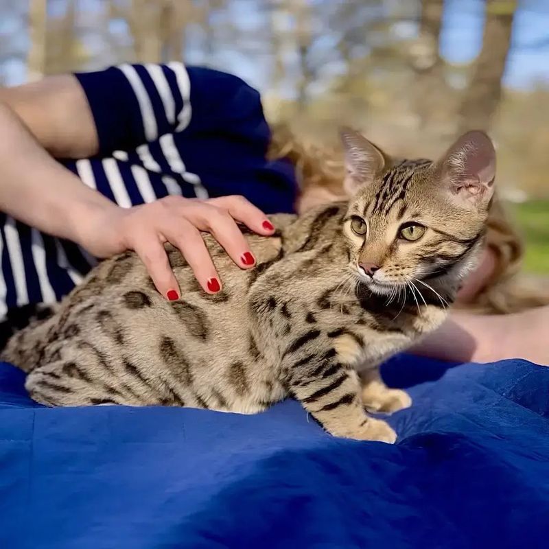 Bengal Cat
