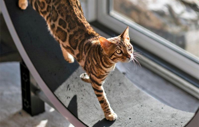 Bengal Cat