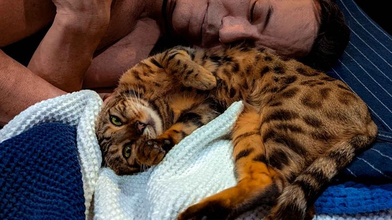 Bengal Cat