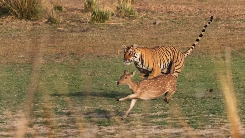 Bengal Tiger
