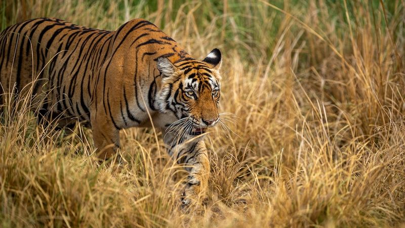 Bengal Tiger