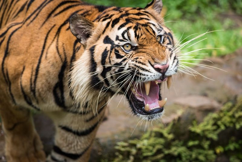 Bengal Tiger