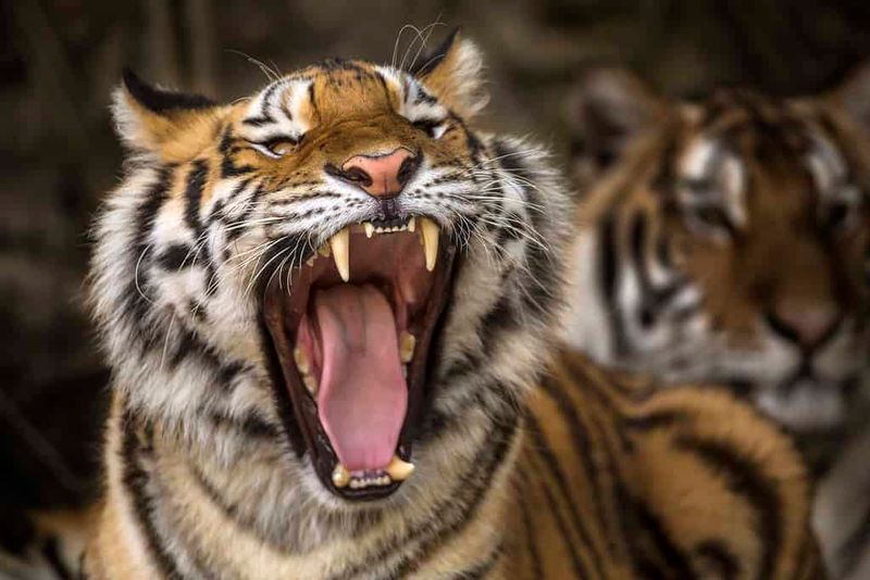 Bengal Tiger