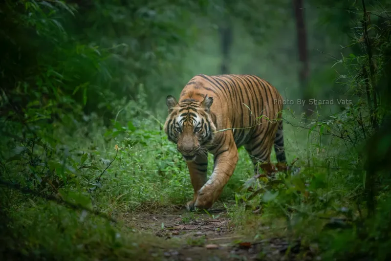 Bengal Tiger