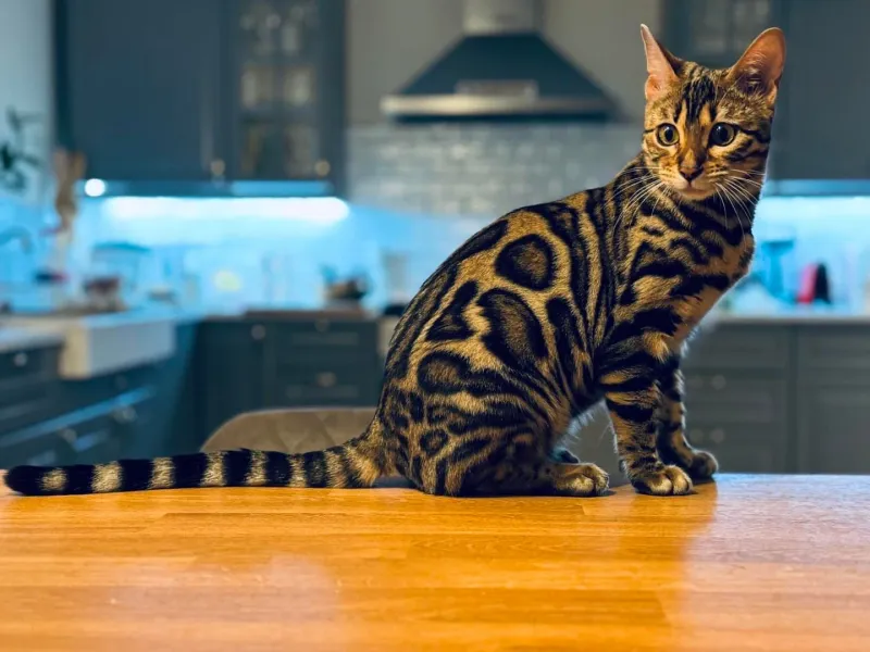 Bengal - Zuri