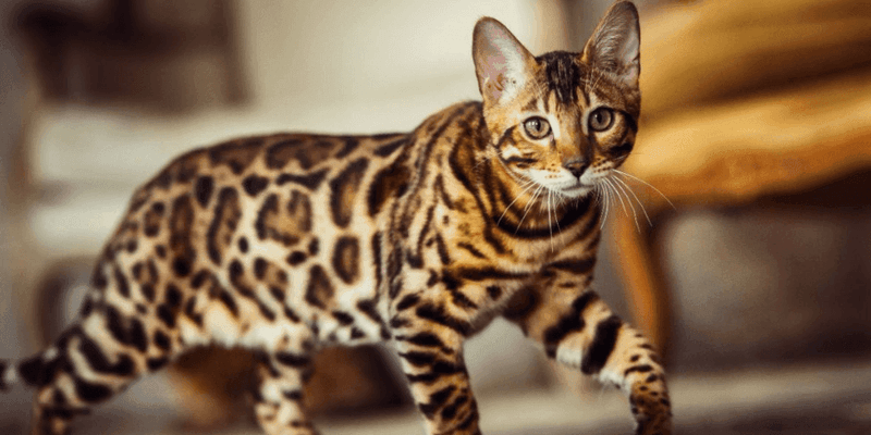 Bengal