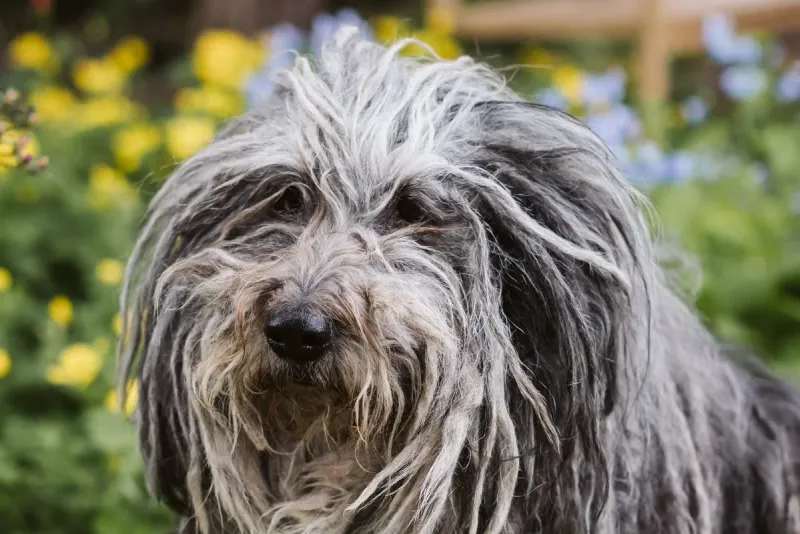 Bergamasco Sheepdog