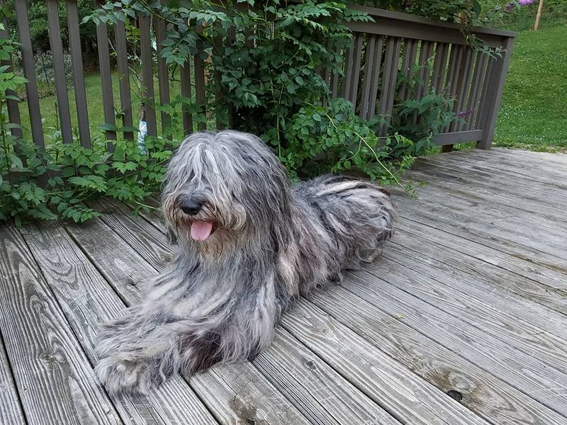 Bergamasco Shepherd