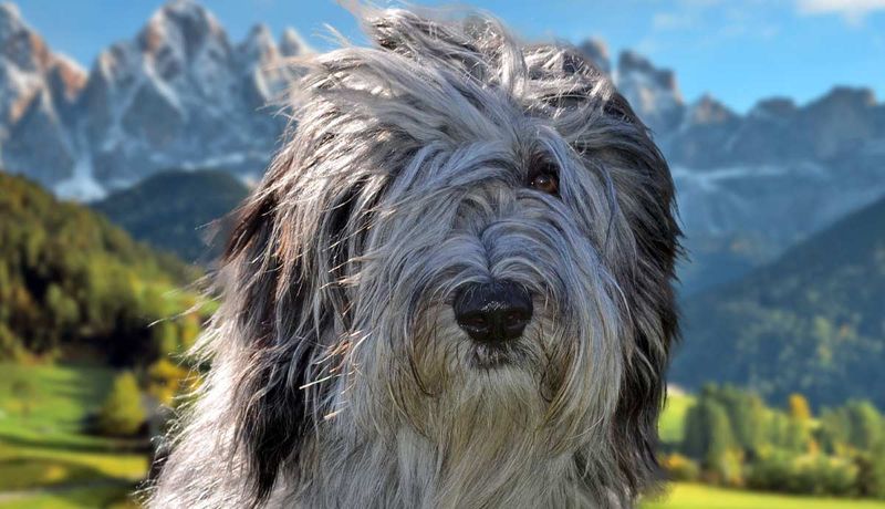 Bergamasco Shepherd