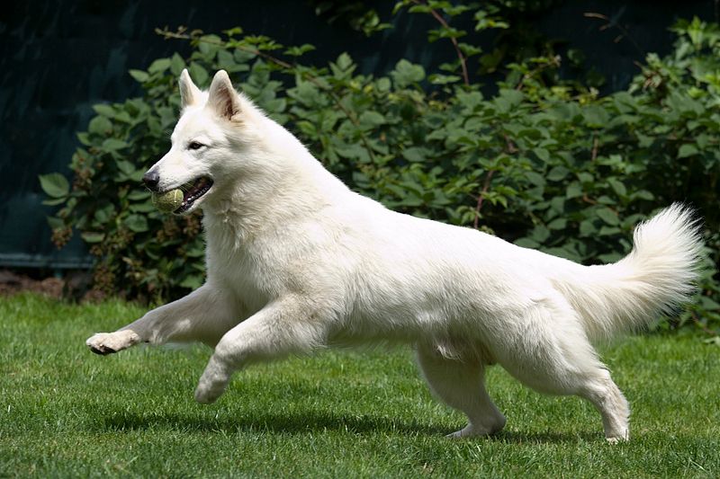 Berger Blanc Suisse