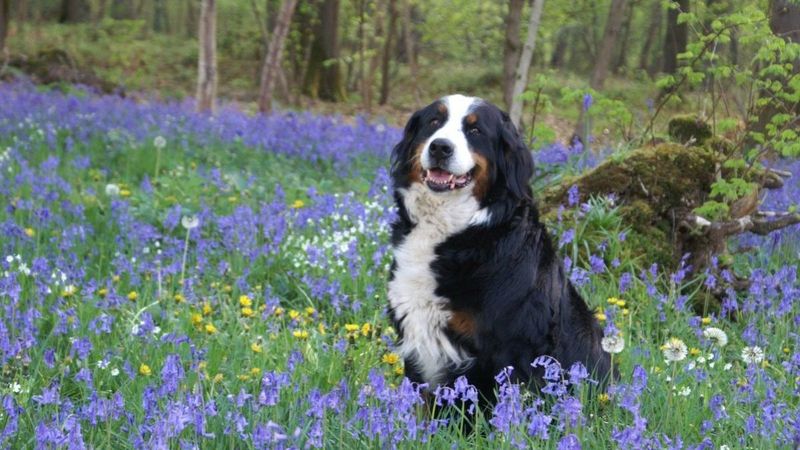 Bernese Mountain Dog