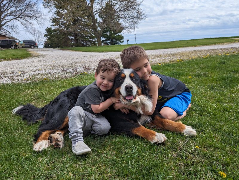 Bernese Mountain Dog