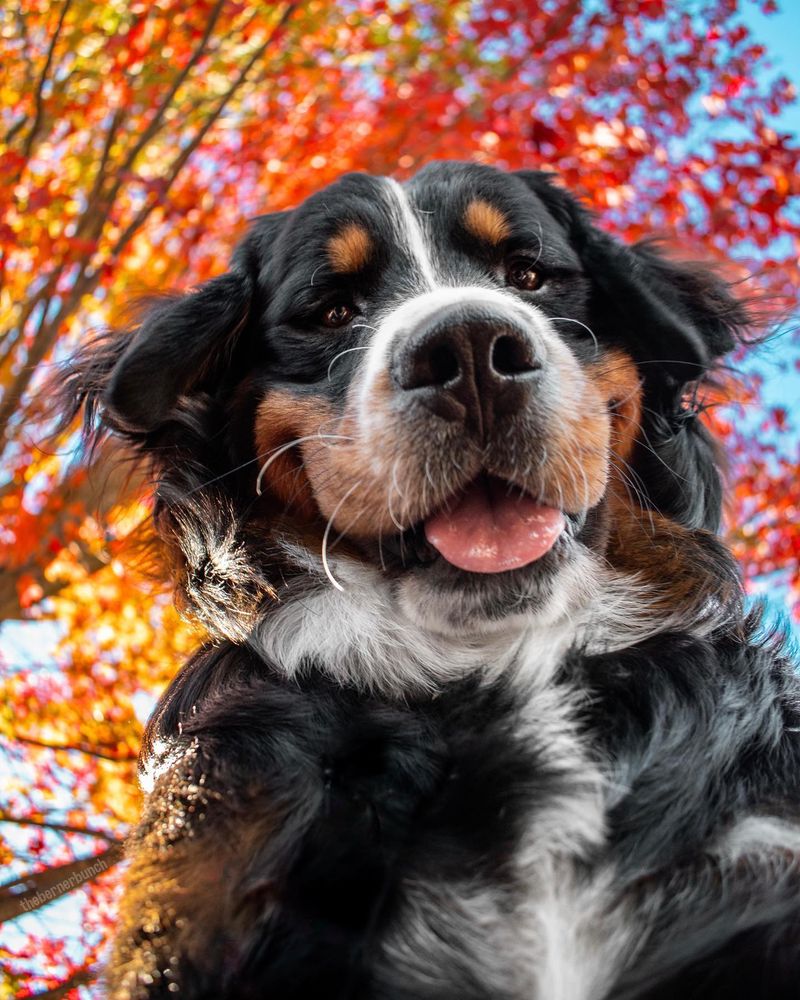 Bernese Mountain Dog
