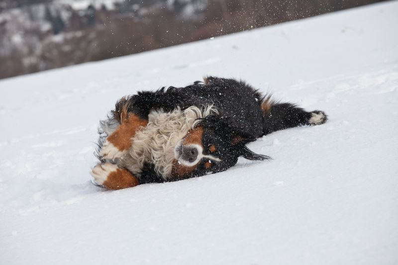 Bernese Mountain Dog