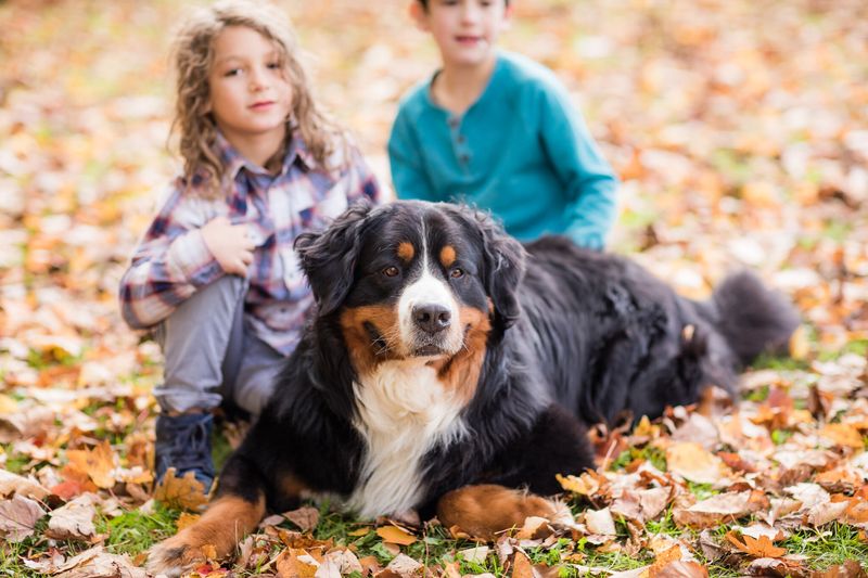 Bernese Mountain Dog