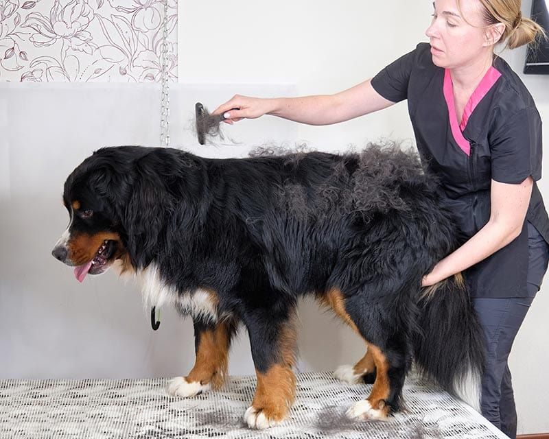 Bernese Mountain Dog