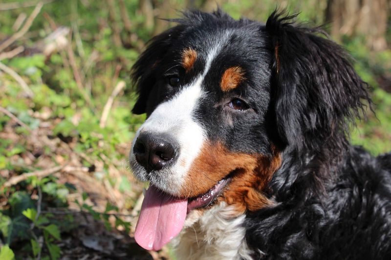 Bernese Mountain Dog