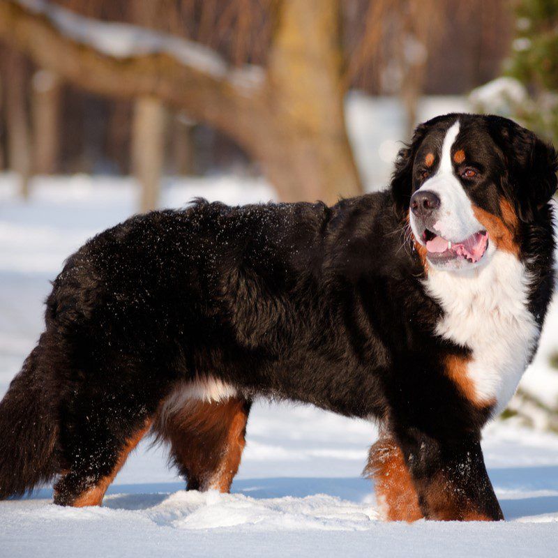 Bernese Mountain Dog