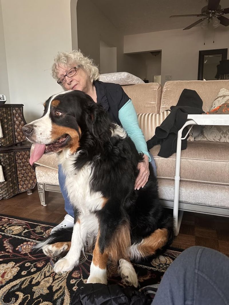 Bernese Mountain Dog