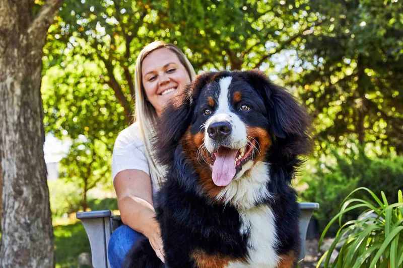 Bernese Mountain Dog