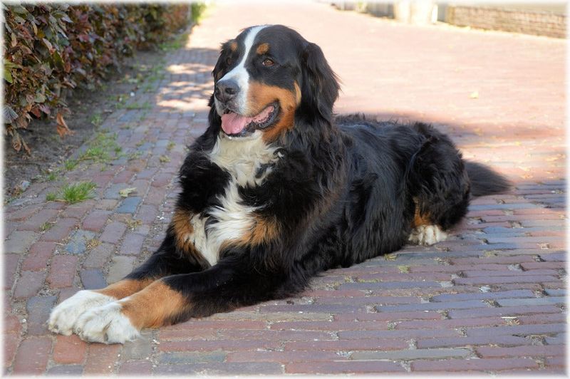 Bernese Mountain Dog