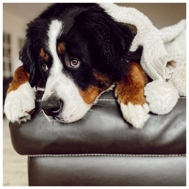 Bernese Mountain Dog