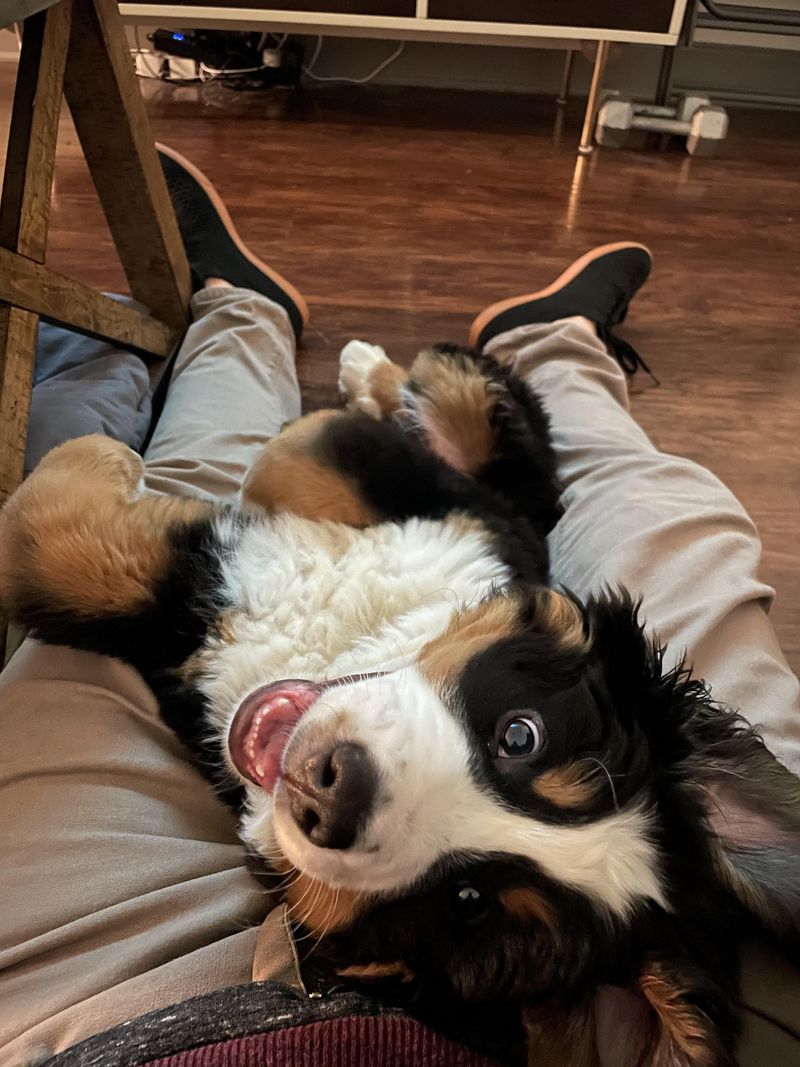 Bernese Mountain Dog
