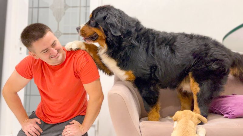 Bernese Mountain Dog
