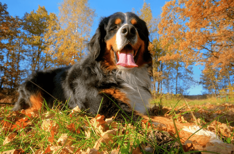 Bernese Mountain Dog's Loyal Heart