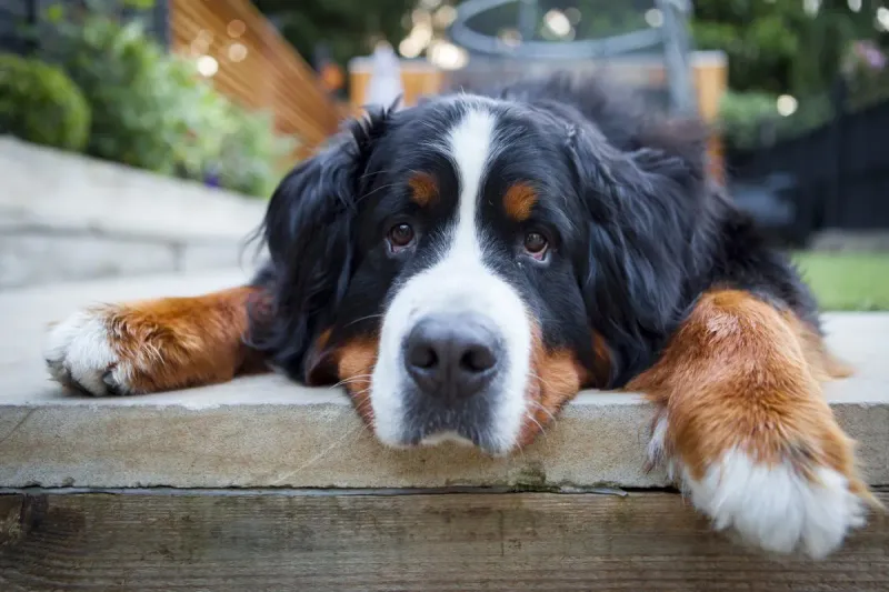 Bernese Mountain Dog