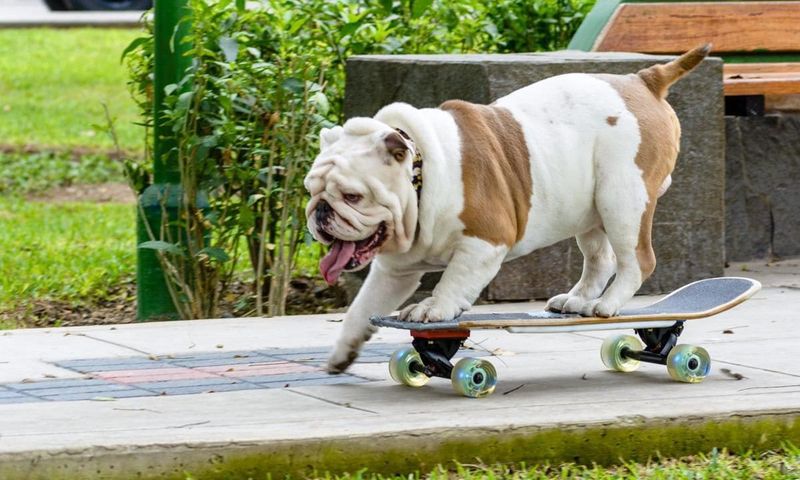 Best Skateboarding Dog