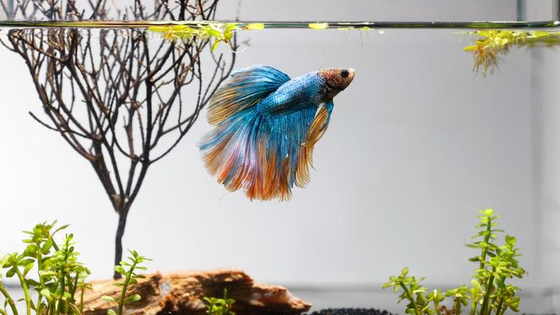 Betta Fish