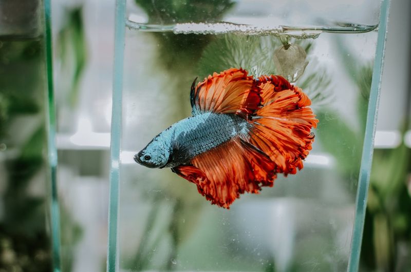 Betta Fish: More Than Just a Bowl