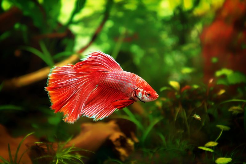 Betta Fish