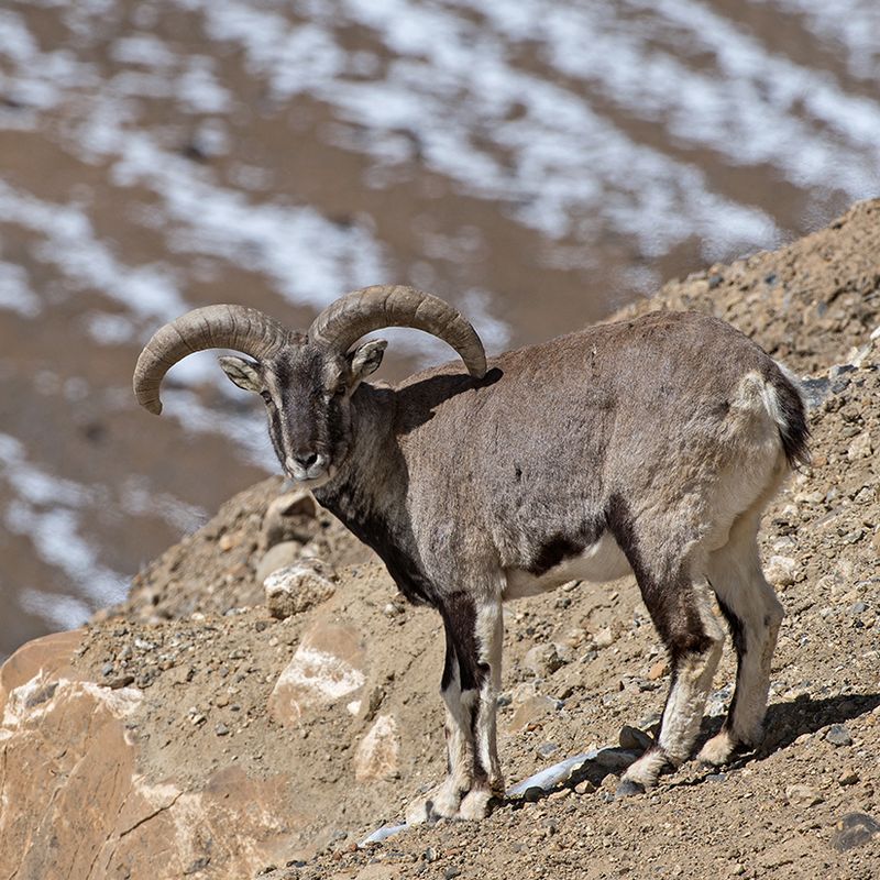 Bharal (Blue Sheep)