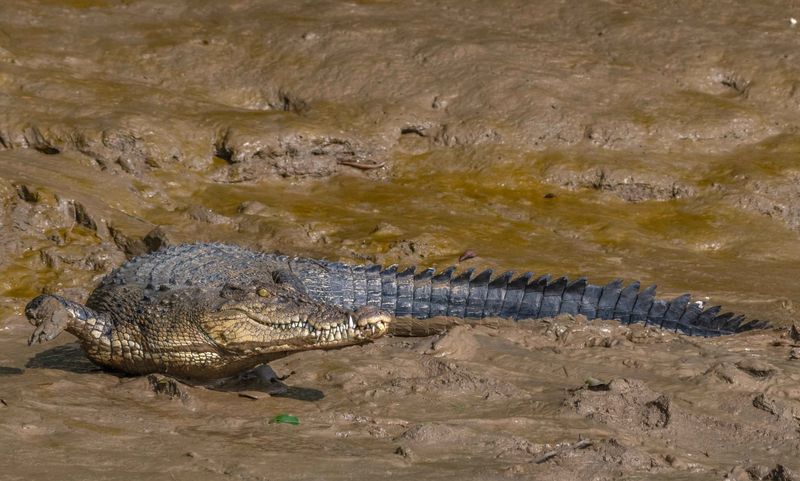 Bhitarakanika National Park, India