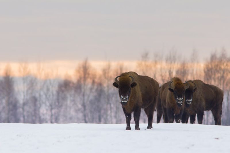Białowieża Forest, Poland/Belarus