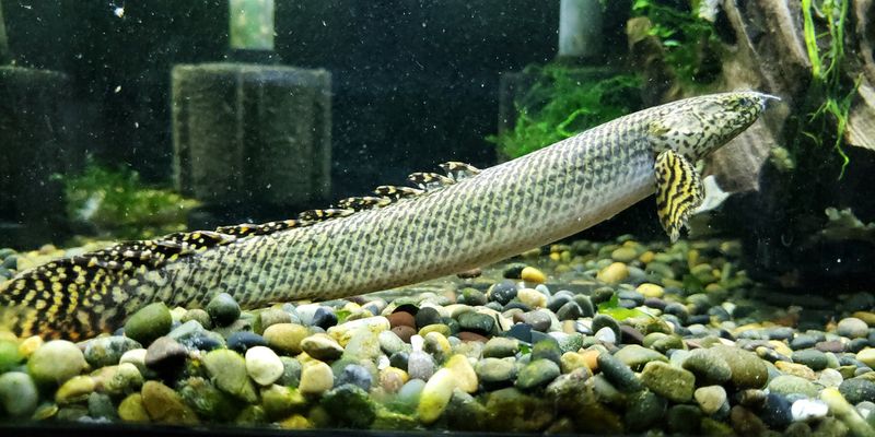 Bichir