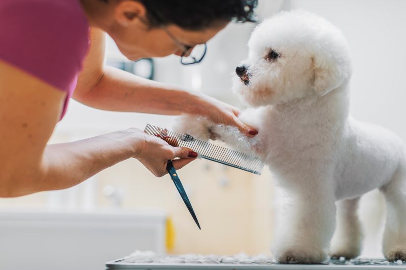 Bichon Frise