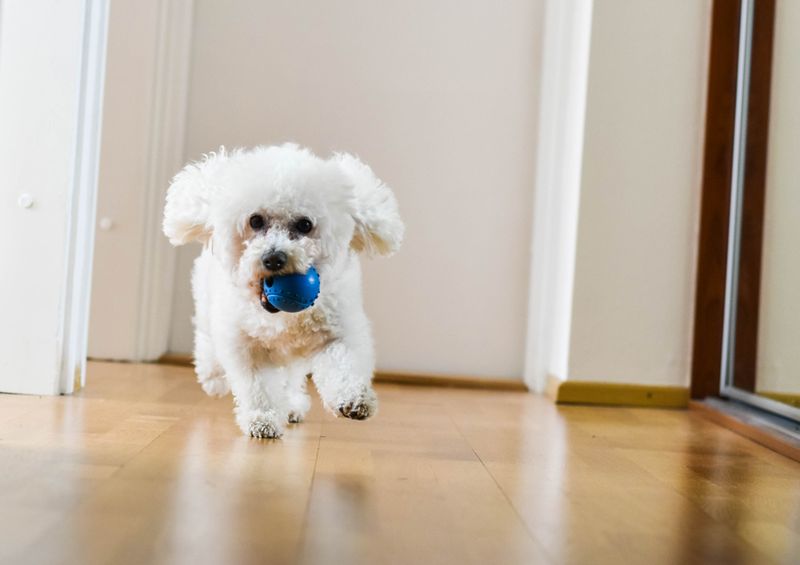 Bichon Frise
