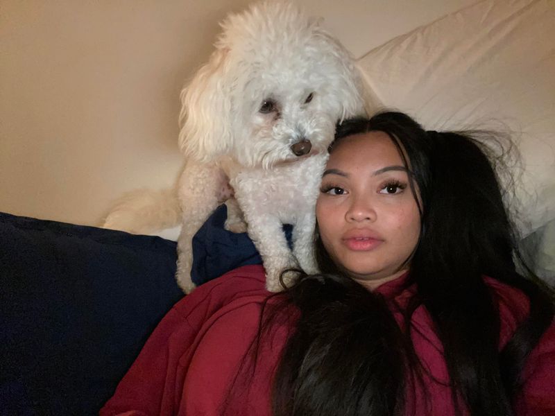 Bichon Frise