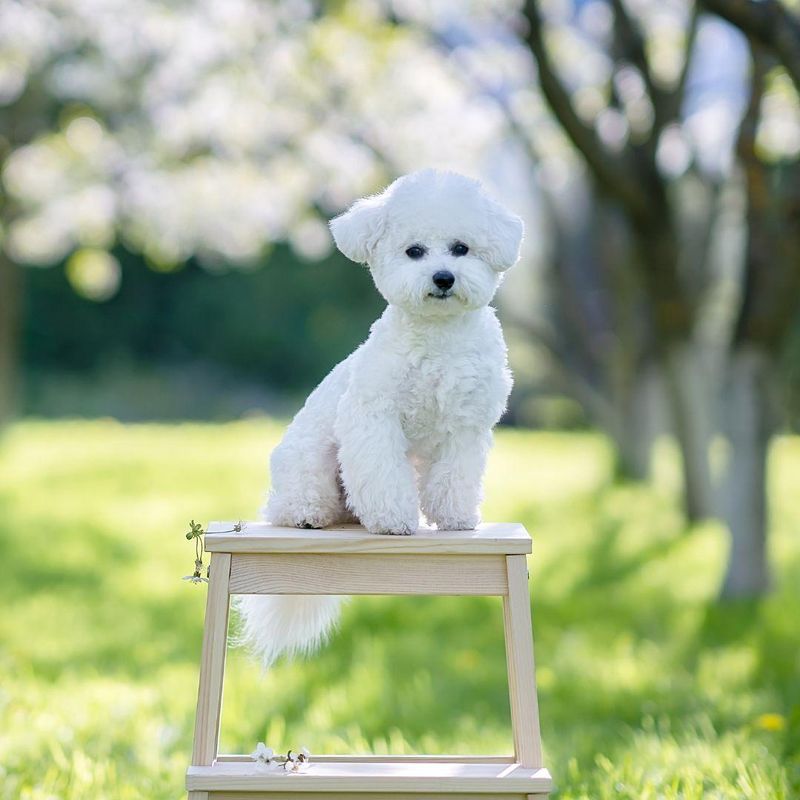 Bichon Frise