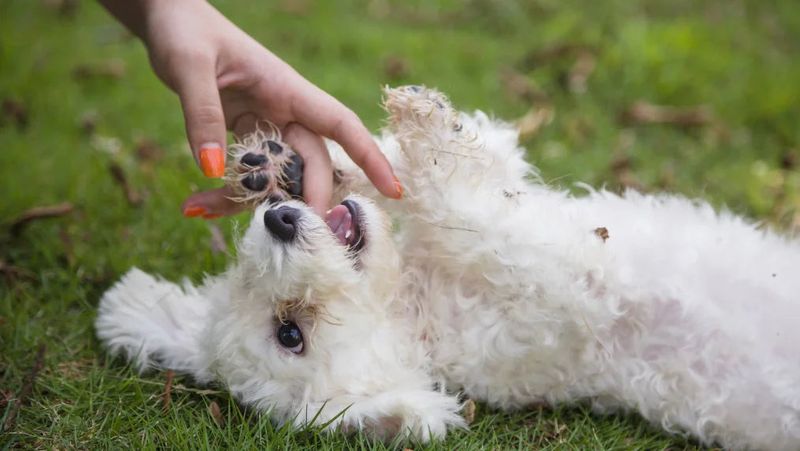 Bichon Frise