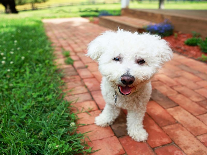 Bichon Frise