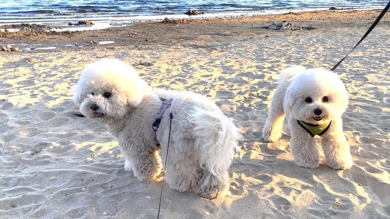 Bichon Frise
